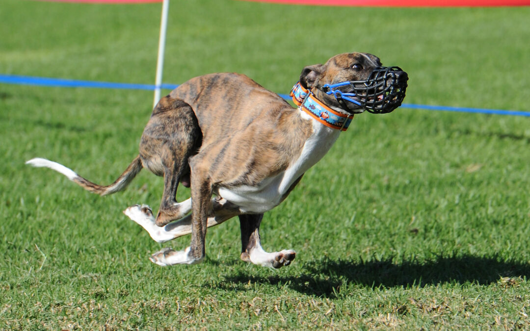 Red Brindle Whippet NOTRA Racing