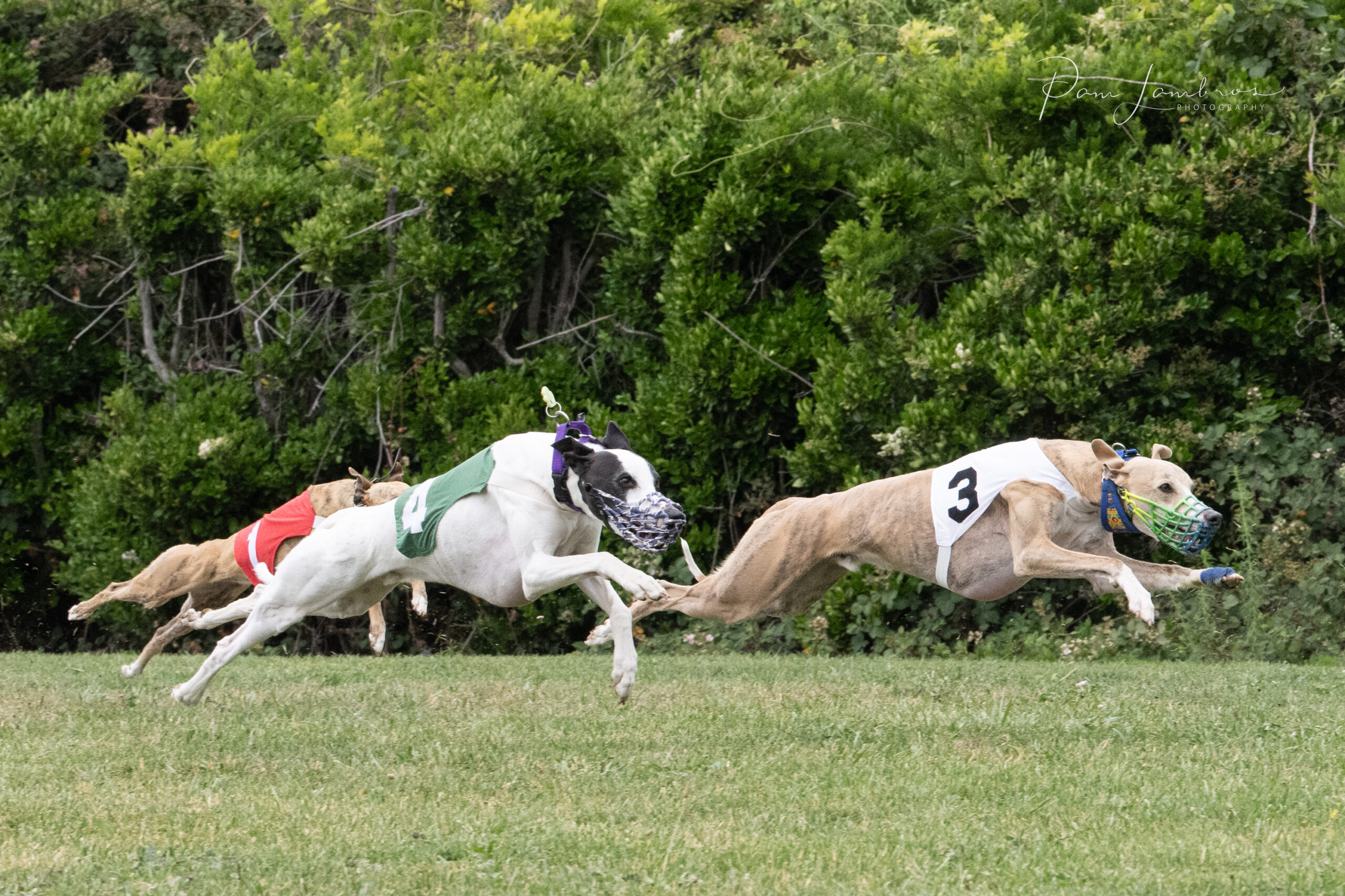 Whippet Racing