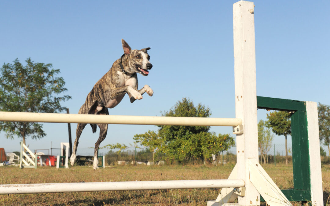 Whippet Agility Jumping