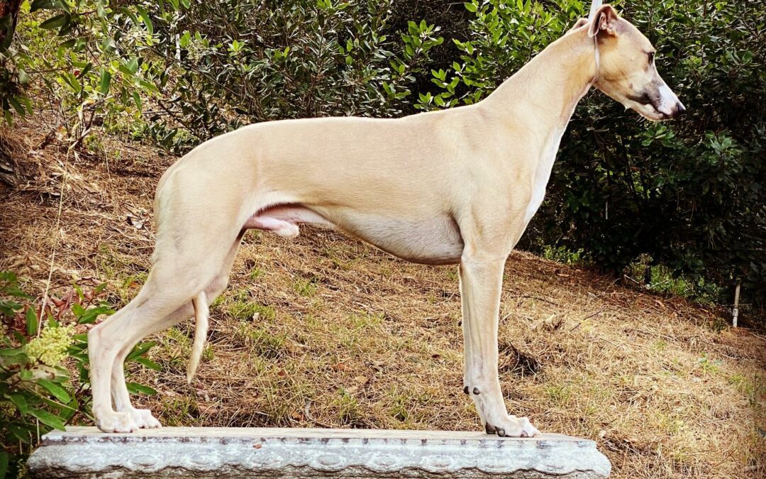 Whippet Show Dog